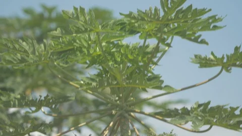Tilt down shot of Papaya trees Stock Footage 109208734