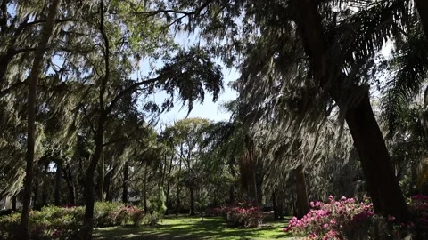 Tilt down shot at park Video stock 238039190