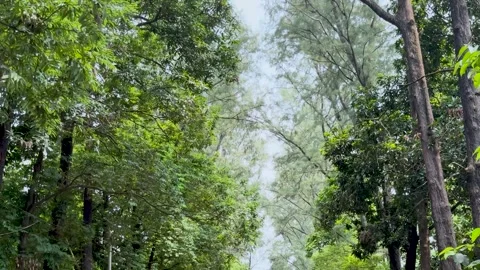 Tilt down shot of people walking on a scenic pathway lined with lush green .. Stock Footage 337582833