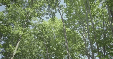 Tilt Down Shot Of Plane Trees On A Sunny Day Stock Footage 137619731