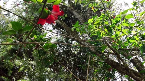 Tilt Down Shot of Red Hibiscus Flower in Lush Tropical Garden Stock Footage 333861612