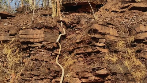 Tilt Down Shot Revealing Deep Tree Root Descending Through Rocky Cliff Face Stock Footage 337868639