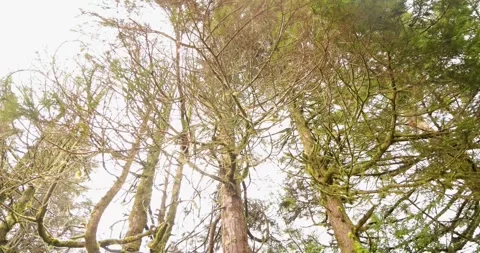Tilt down shot of several Cryptomeria japonica Japanese cedar trees. Stock Footage 321008015