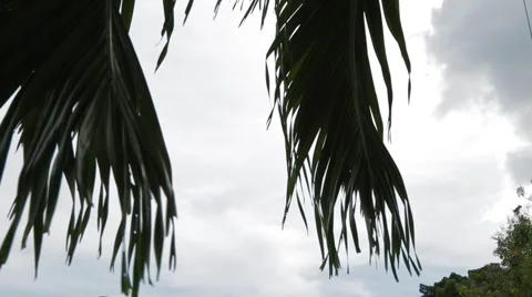 Tilt Down Shot from The Sky and Tree Leaves to Street Intersection in USM Stock Footage 49386329