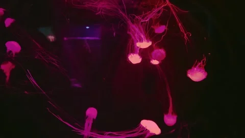 Tilt Down Shot of Small Pink Jellyfish in an Aquarium Tank Видео 345093706