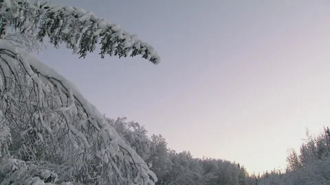 Tilt down shot of snow covered trees in forest during winter, Alaska, USA Stock Footage 202912741