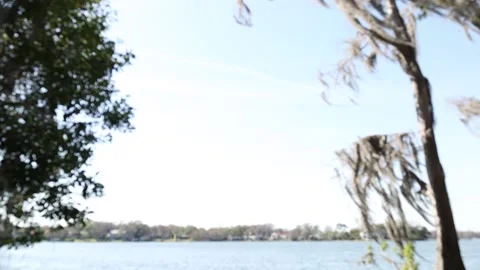 Tilt down shot through trees Video stock 238039418