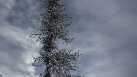 Tilt down shot of trees covered in snow during winter, Alaska, USA Stock Footage 202915525