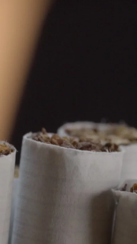 Tilt Down Shot of Unlit Cigarettes Filled with Tobacco Against Dark Background Stock Footage 343709631