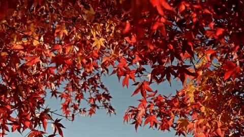 Tilt down shot of vibrant red autumn momiji maple leaves 库存影片 336900626