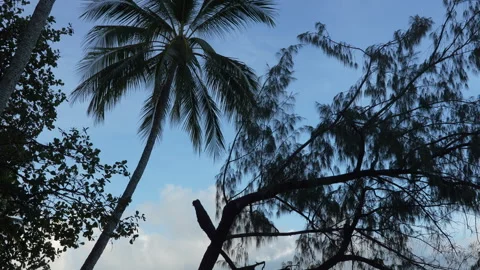 Tilt Down from Silhouetted Palm Trees to Palm Cove, Tropical North Queensland Stock Footage 314928782