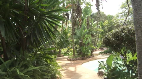 Tilt Down from Sky to Path with Plants Surrounding Stock Footage 57222643