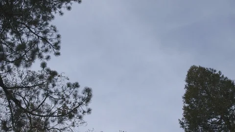 Tilt Down from Sky to Pine Trees to Yosemite Falls Stock Footage 122400769