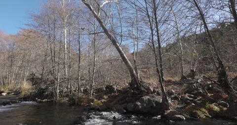 Tilt Down from Sky to River - Winter Dead Trees Blue Sky Stock Footage 146662399