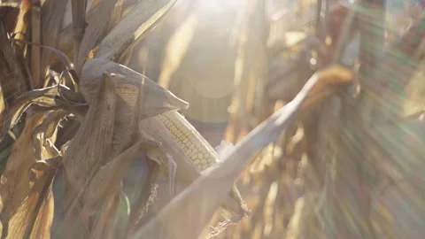 Tilt Down Slow Motion Harvest Corn At Sunrise Stock Footage 205955038