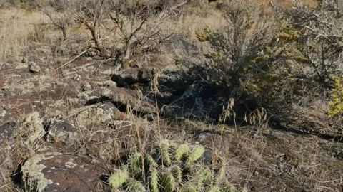 Tilt Down To Small Cactus In American Desert Stock Footage 134185853