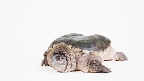 Tilt down snapping turtle on white background Stock Footage 256726037