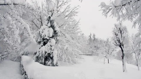 Tilt down from the snowy cup of the trees to the park Stock Footage 151475383