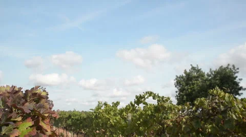 TILT down Spanish Vineyard Stock Footage 58815103