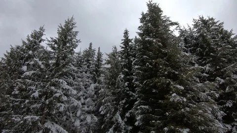 Tilt down spruce tree and forest soils covered with white snow in winter Stock Footage 126532524