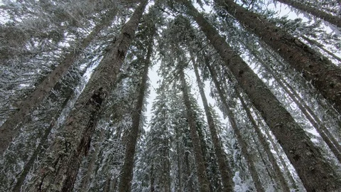 Tilt down spruce trees and forest soils covered with white snow winter Stock Footage 126365662