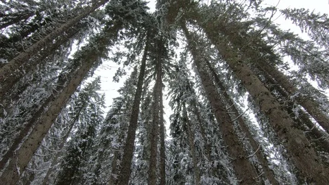 Tilt down spruce trees covered with white snow, winter season in Stock Footage 125993578