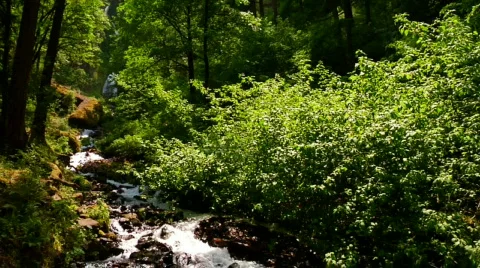 Tilt Down Stream and Rapids Stock Footage 313623