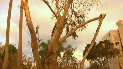 Tilt Down Stripped Tree After Hurricane Wilma Stock Footage 291000562
