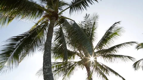 Tilt Down from Sun Through Palms Stock Footage 104695109