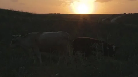 Tilt down from sunset to cows Video stock 43861054