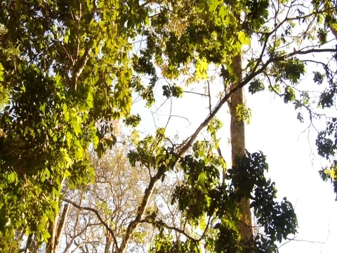 Tilt Down to Swamp in the Amazon Jungle Rainforest Stock Footage 112942885