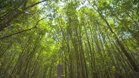 Tilt down from tall mangrove tree and flare light to long wooden tail boat Stock Footage 153507545