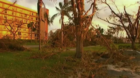 Tilt Down Tattered Tree After Hurricane Wilma Stock Footage 291000600