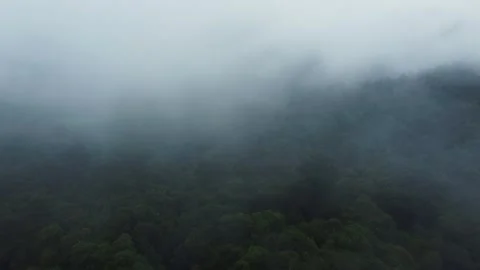 Tilt Down Through Fog to Rainforest Canopy, Lamington NP, Aerial Shot Stock Footage 283832582