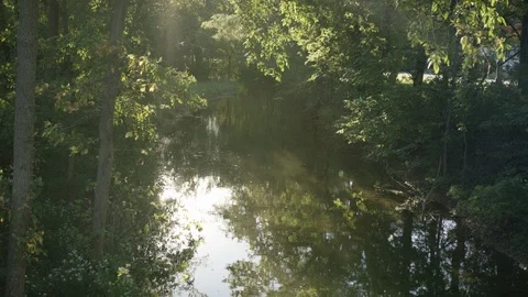 Tilt down through trees to a creek. Video stock 102793543