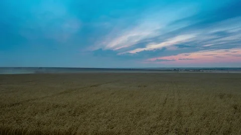 Tilt down time lapse of wheat field processing by harvesters at sunset with Stock Footage 75333465