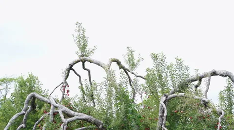 Tilt Down from Top of Jonathan Apple Tree filled with Apples Stock Footage 67884319