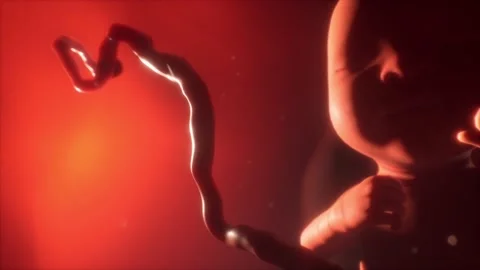A Tilt down towards fetus head in womb Stock Footage 155225716