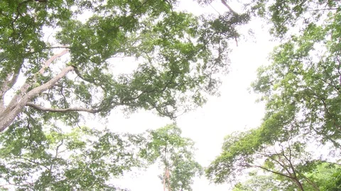 Tilt down from tree canopy to carved archway at entrance to Sacred Grove. Stock Footage 86760793
