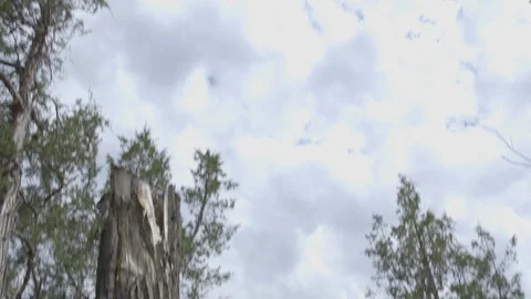 Tilt Down Tree Covered Trail Theodore Roosevelt National Park Stock Footage 121639496