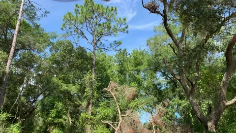 Tilt Down Tree Fallen 4K Stock-Footage 208046891
