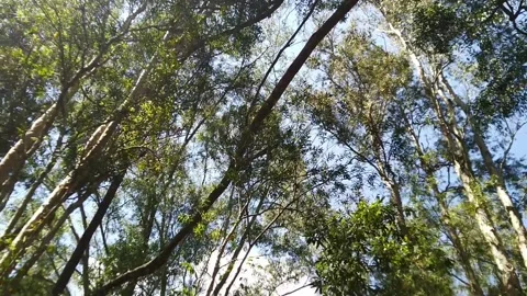 Tilt down tree in forest Video stock 169357402