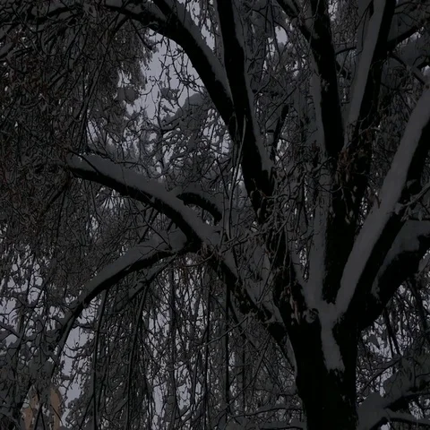 Tilt down from a tree full of snow to an empty bus stop covered in snow Stock Footage 69554212