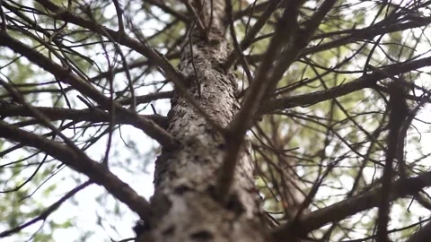 Tilt From Up To Down On A Tree With A Giant Liana In Amazonian Rainforest Stock Footage 180459835