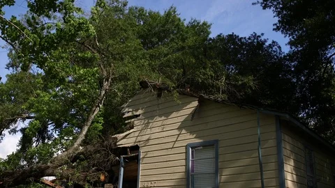 Tilt Down Tree in House Stock Footage 89287909