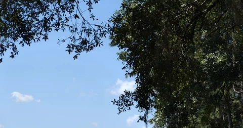 Tilt down from tree to Leon County border sign north of Tallahassee, Florida Stock Footage 118309516