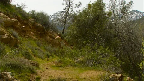 Tilt down from tree to rapidly moving stream 스톡 동영상 87346450