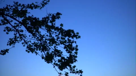 Tilt Down Tree Silhouette to Sunrise over Bay Stock Footage 1064859