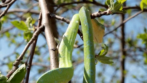 Tilt down of a tree snake body on a branch Vídeos de archivo 106034036