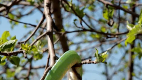 Tilt down of tree snake on a branch Video stock 106035898
